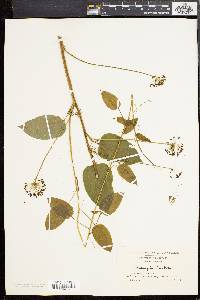 Smilax pulverulenta image