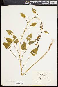 Smilax pulverulenta image