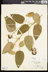 Smilax pulverulenta image