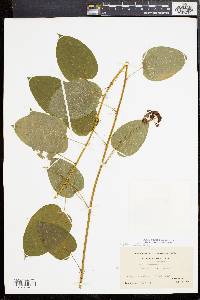 Smilax pulverulenta image