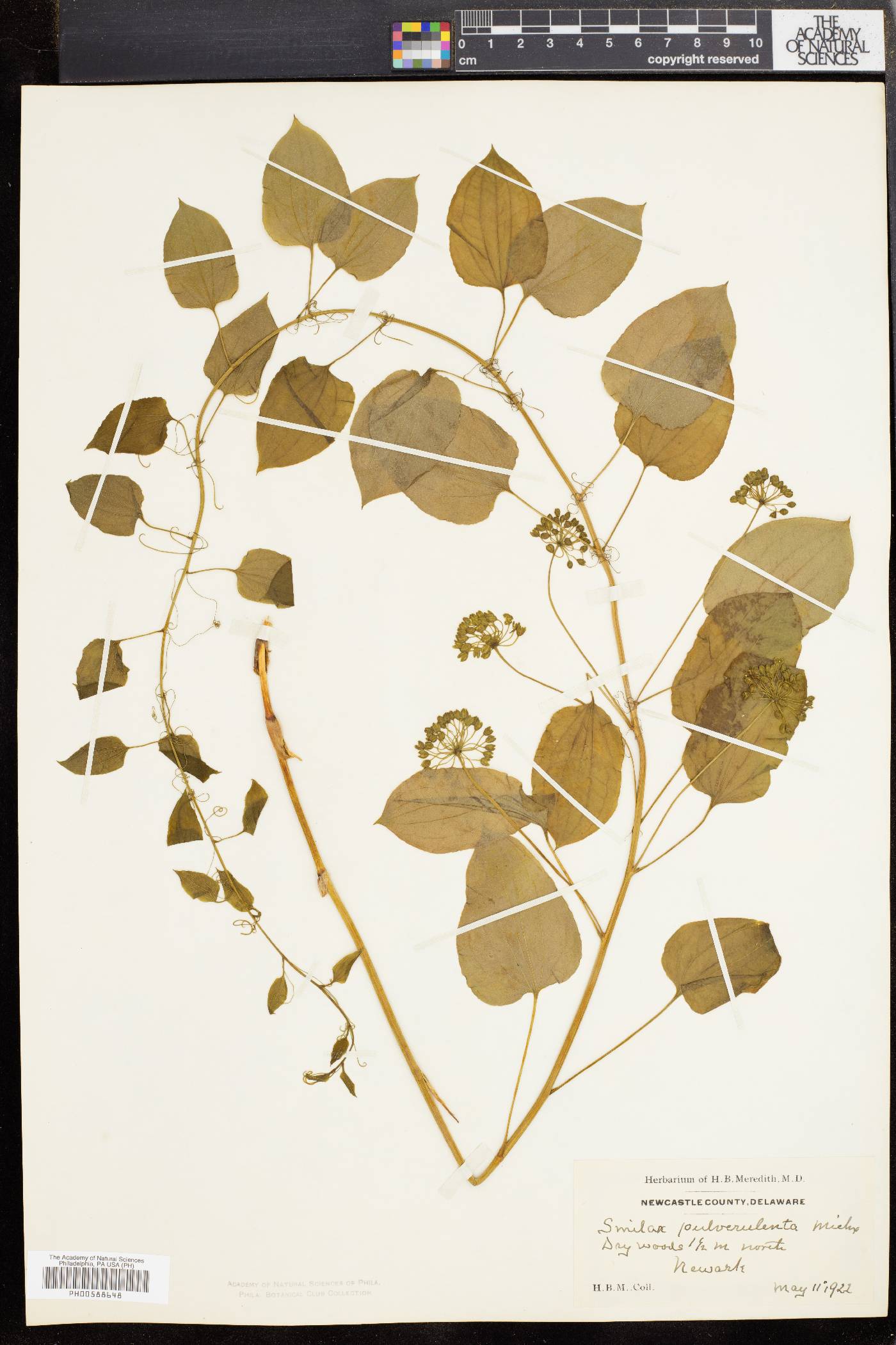 Smilax pulverulenta image