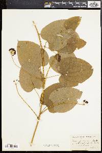 Smilax pulverulenta image