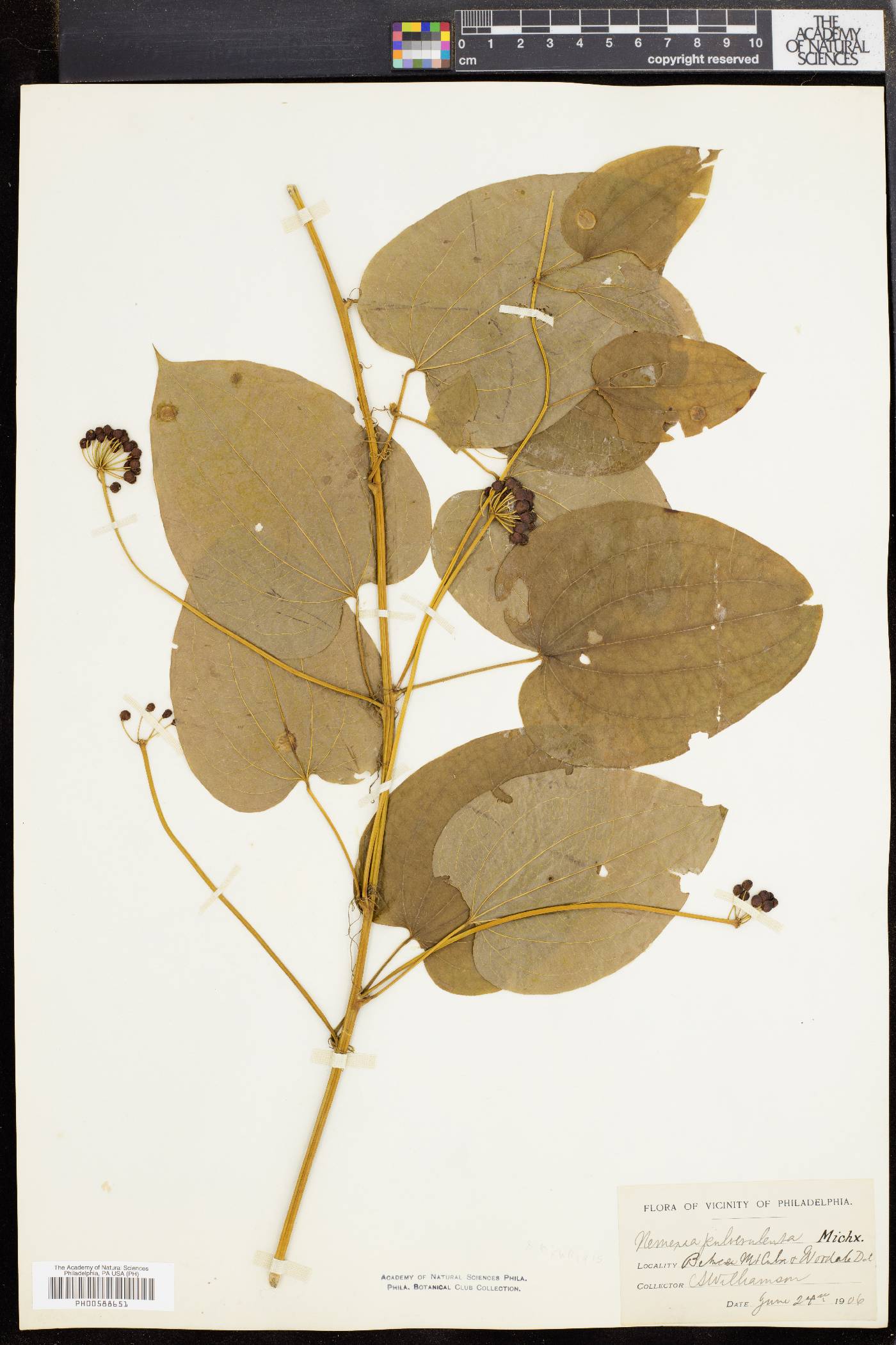 Smilax pulverulenta image