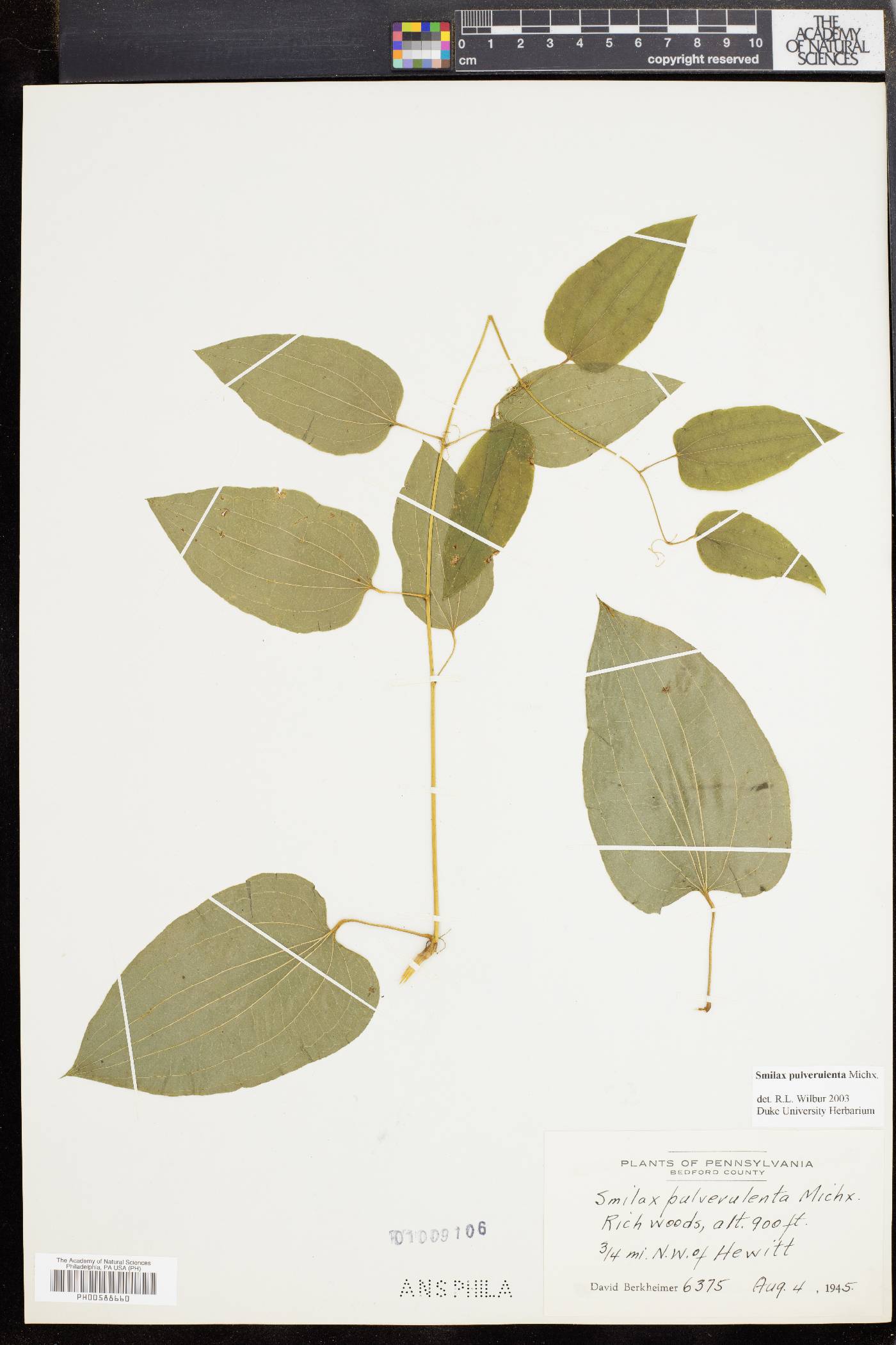 Smilax pulverulenta image