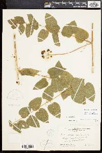 Smilax pulverulenta image