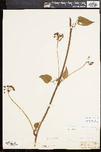 Smilax pulverulenta image