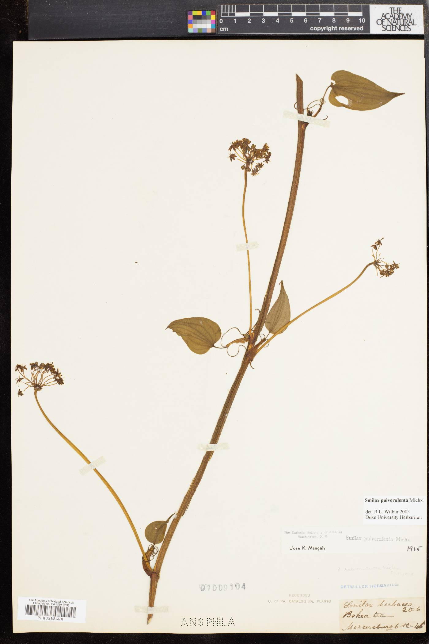 Smilax pulverulenta image