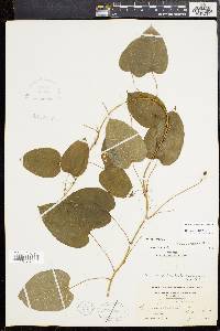 Smilax pulverulenta image