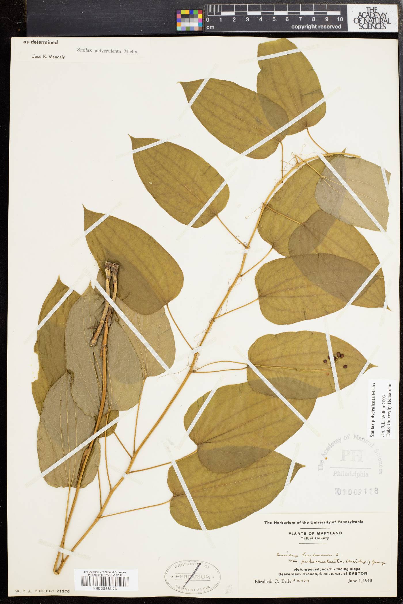 Smilax pulverulenta image
