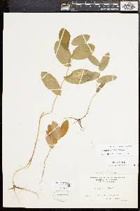 Uvularia perfoliata image