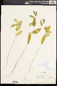 Uvularia perfoliata image