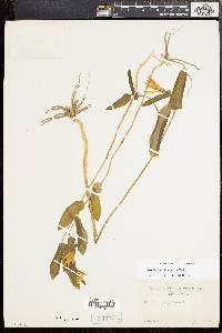 Uvularia perfoliata image