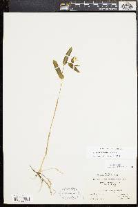 Uvularia perfoliata image