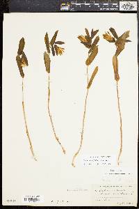 Uvularia perfoliata image