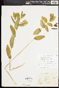 Uvularia perfoliata image