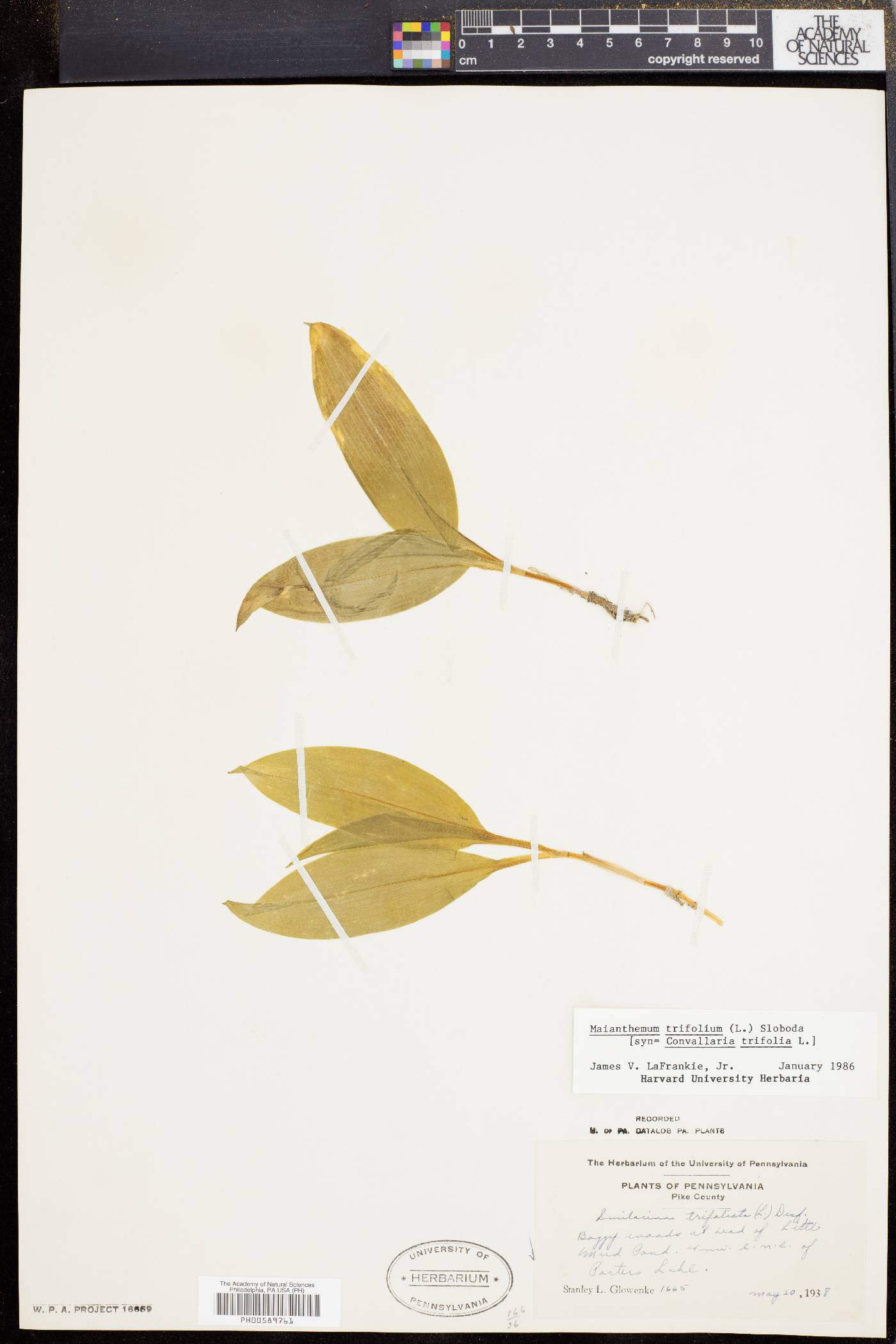 Maianthemum trifolium image