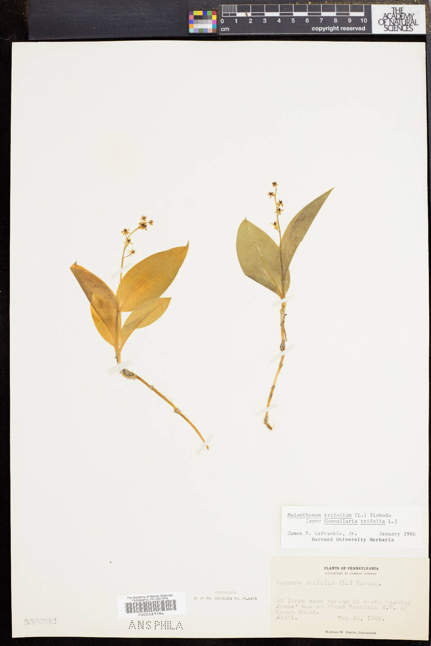 Maianthemum trifolium image