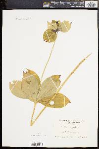 Medeola virginiana image