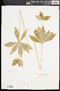 Medeola virginiana image