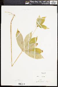 Medeola virginiana image