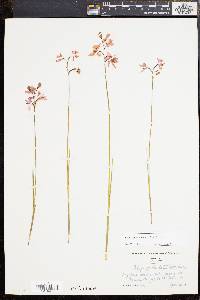 Calopogon barbatus image