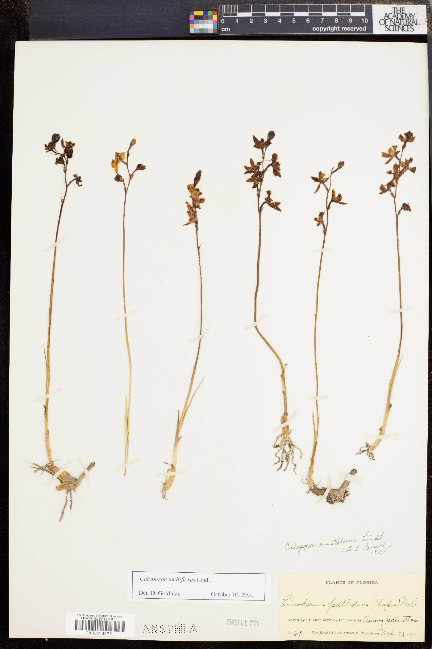 Calopogon multiflorus image