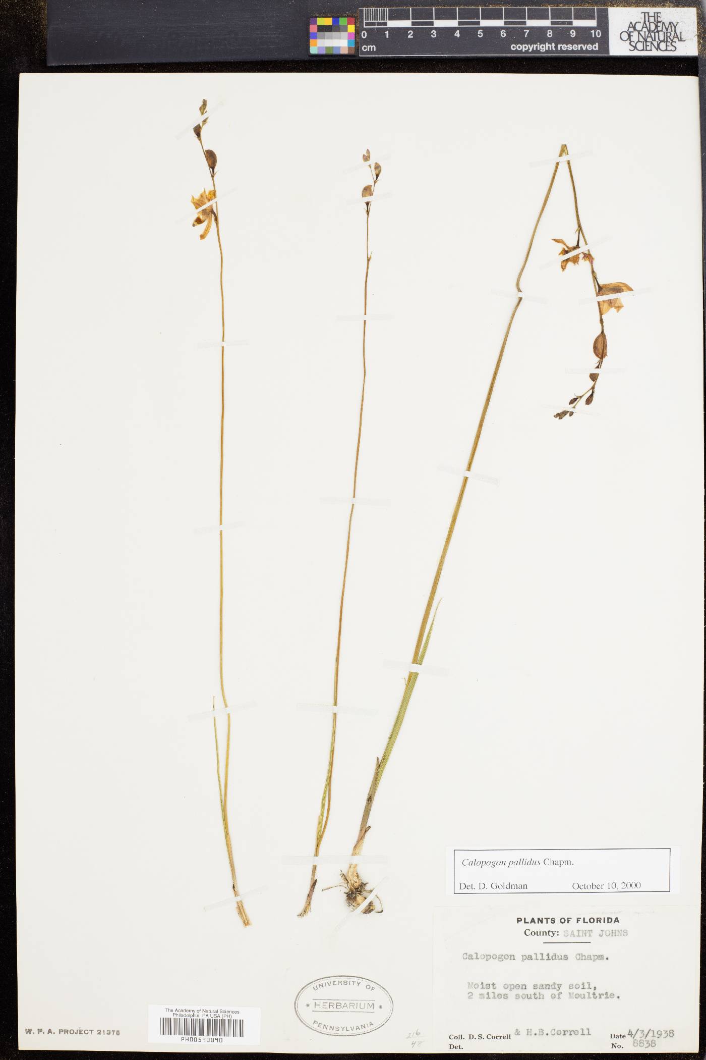 Calopogon pallidus image