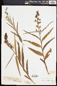 Cephalanthera longifolia image