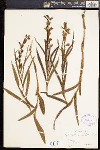 Cephalanthera longifolia image
