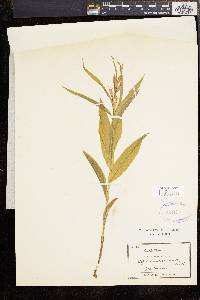 Cephalanthera erecta image