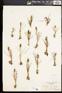 Chamorchis alpina image