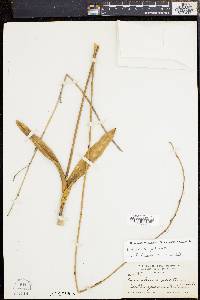 Encyclia plicata image