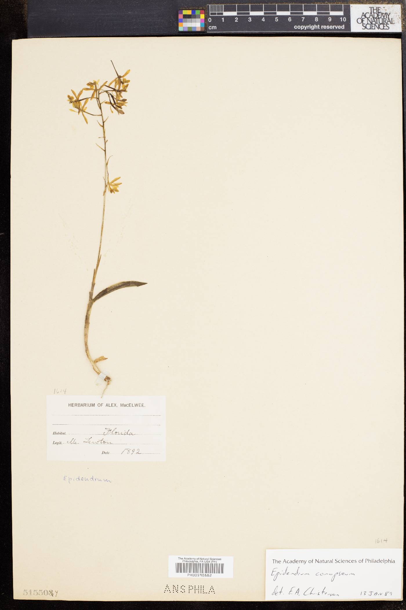 Epidendrum magnoliae image