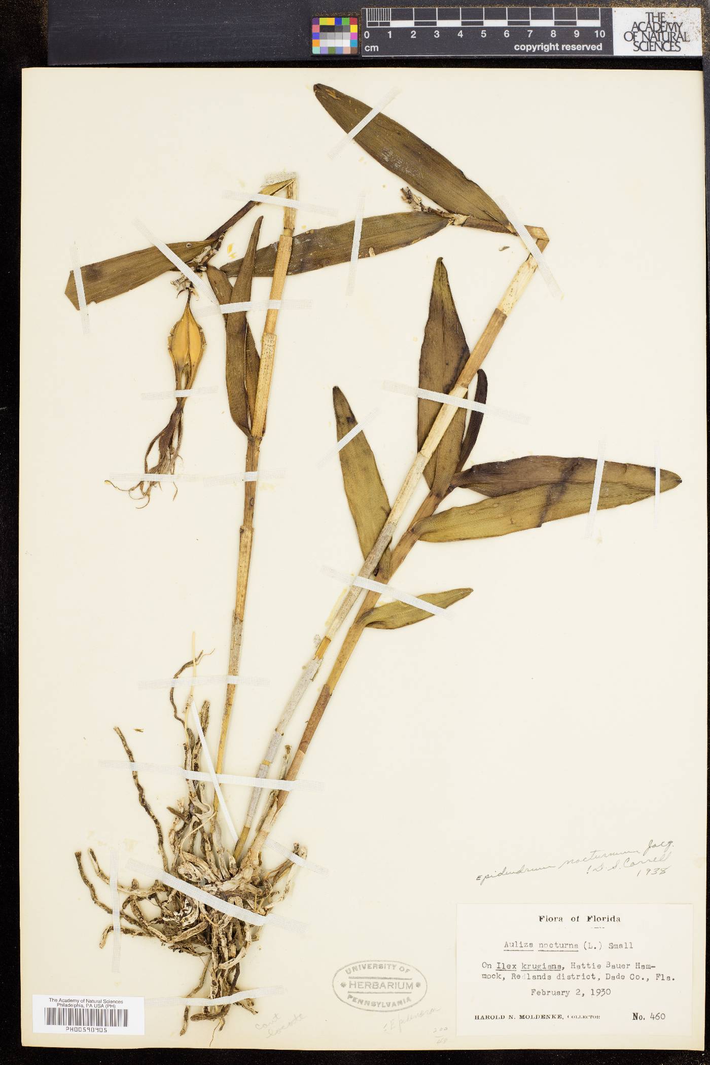 Epidendrum nocturnum image