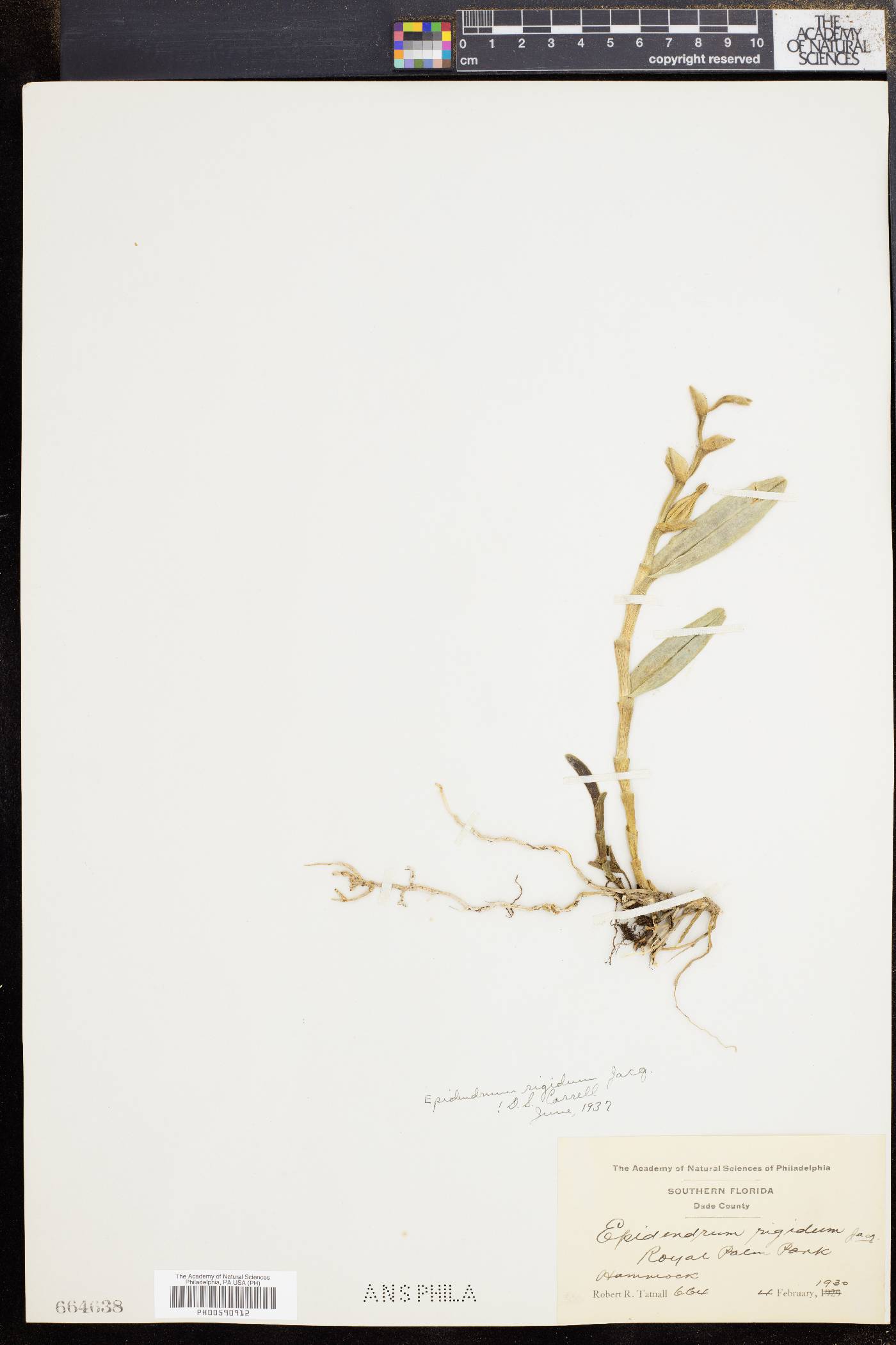 Epidendrum rigidum image