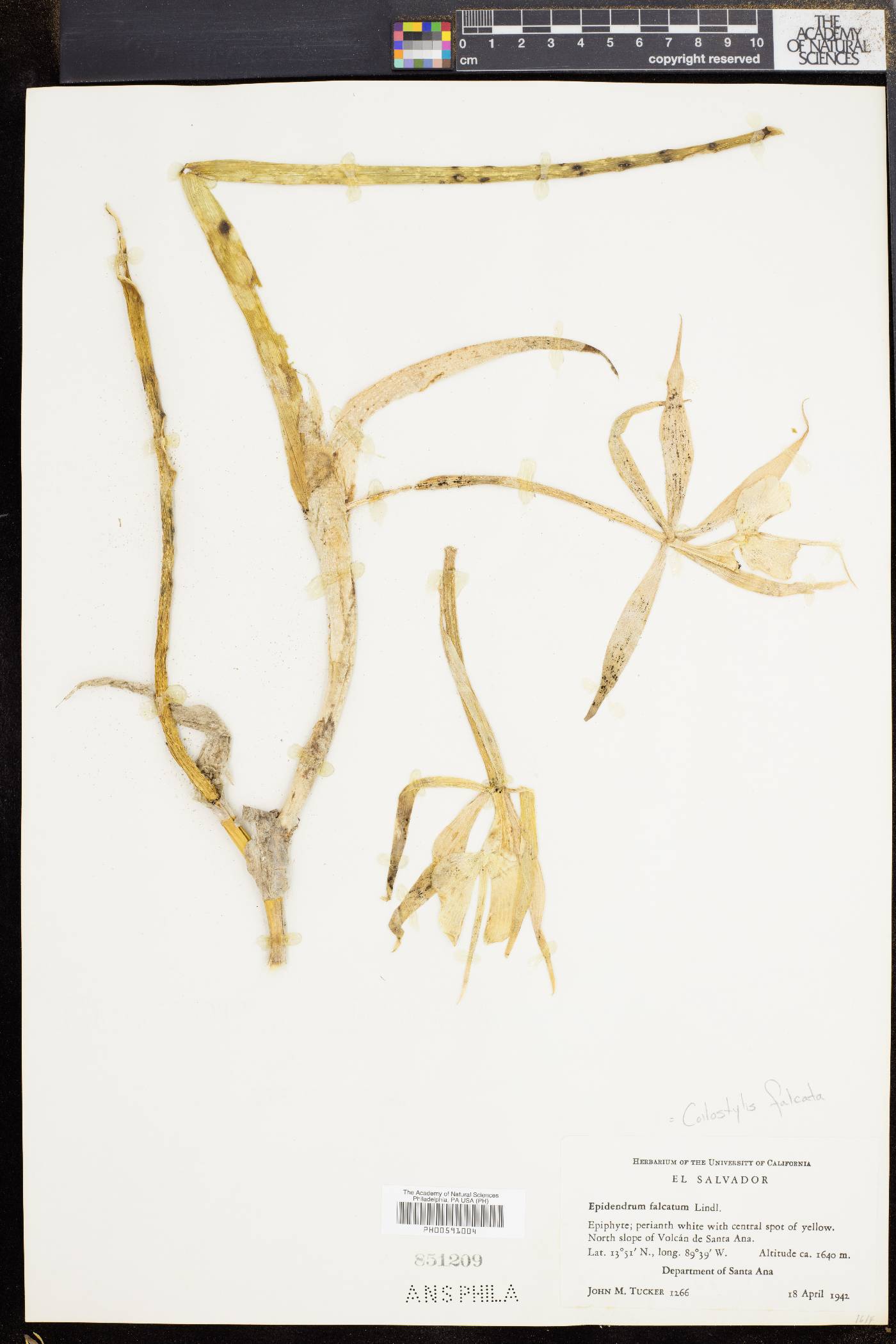 Epidendrum falcatum image