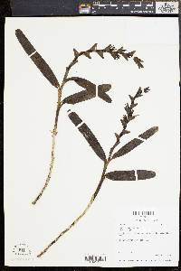 Epidendrum nitens image