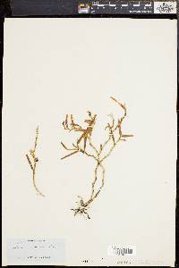 Epidendrum ramosum image