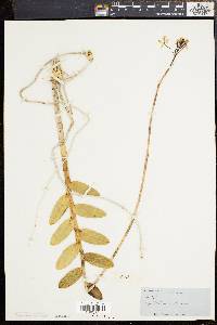Epidendrum secundum image