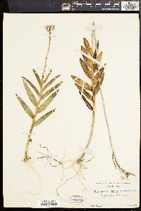 Epidendrum secundum image