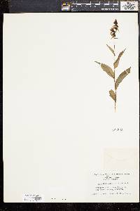 Epipactis helleborine image