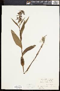 Epipactis helleborine image