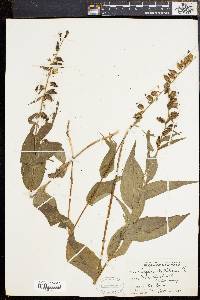 Epipactis helleborine image