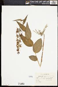 Epipactis helleborine image