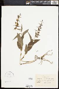 Epipactis helleborine image