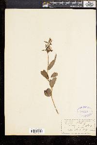 Epipactis atrorubens image