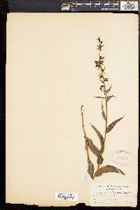 Epipactis atrorubens image