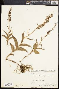 Epipactis atrorubens image