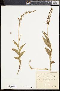 Epipactis atrorubens image