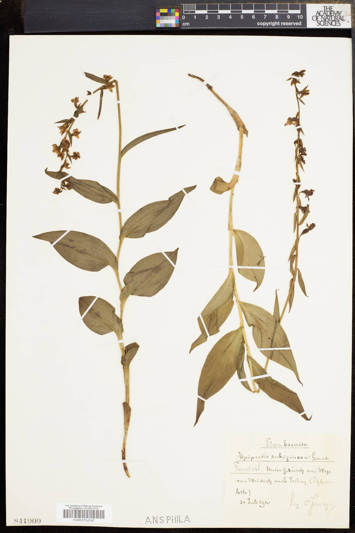 Epipactis atrorubens image